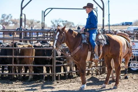 Team Roping Competition Photos