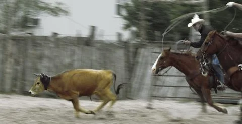 Team roping Stock Photos