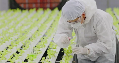 Team Scientist asian wearing uniform are test quality of hydroponics vegetables Vidéo 202107901