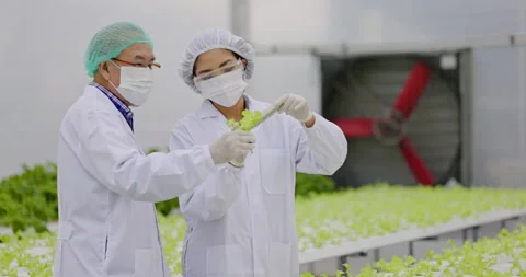 Team Scientist asian wearing uniform are test quality of hydroponics vegetables Vidéo 202107928