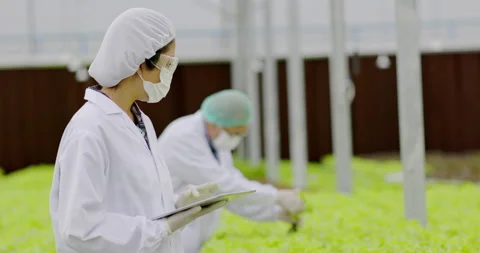 Team Scientist asian wearing uniform are test quality of hydroponics vegetables Video stock 202108014