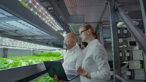 A team of scientists explores vegetables grown in vertical farms using computers Stock Footage 113294861