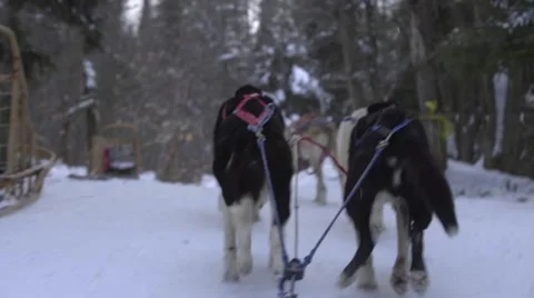 Team of siberian husky dog pulling sledge Video stock 61083794