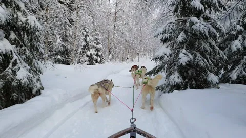 A team of sled dogs pulling a sled through the magic winter winter forest. Vídeos de archivo 135761805