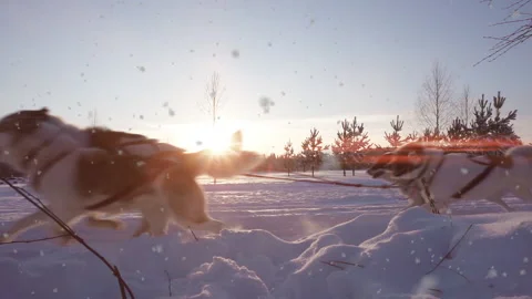 A team of sled dogs pulling a sled through the wonderful winter calm winter Stock-Footage 168966593