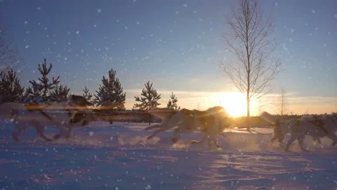 A team of sled dogs pulling a sled through the wonderful winter calm winter Stock Footage 208954795