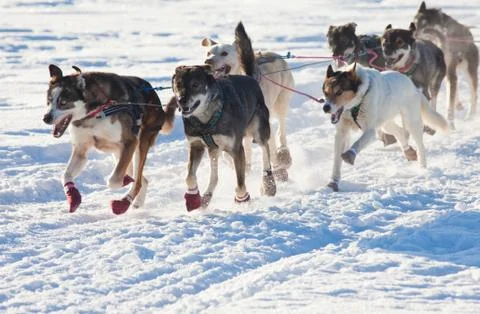 Team of sleigh dogs pulling Stock Photos