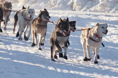 Team of sleigh dogs pulling Stock Photos