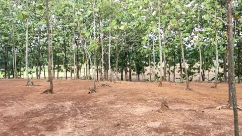 Team Tree In Pati, Central Java Indonesia Stock Footage 217489056