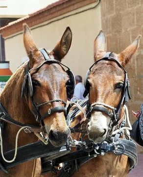 Team of two mules 写真素材