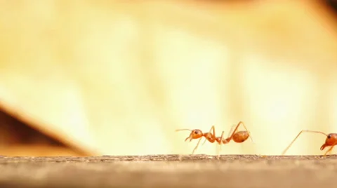Team work of ant colony Stock Footage 32325355