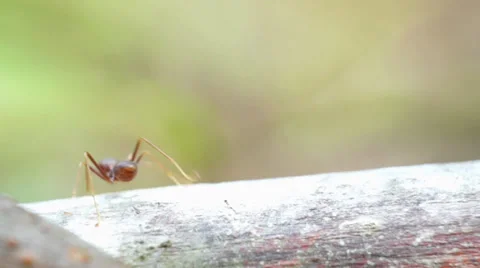 Team work of ant colony Stock Footage 32325367