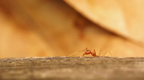 Team work of ant colony Stock Footage 32325374