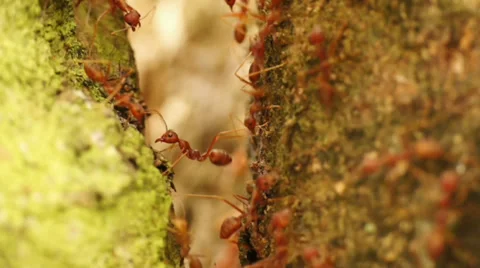 Team work of ant colony Stock Footage 32325800