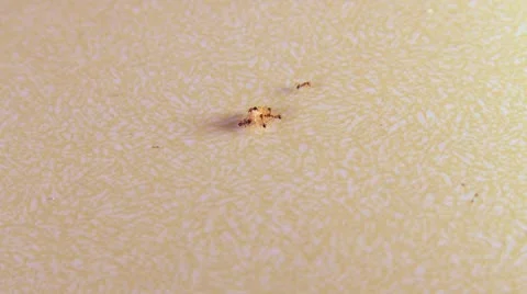 Team work ants Stock Footage 8945529