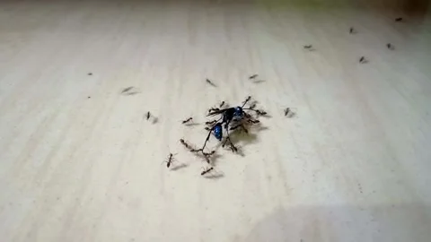 Team work of ants Stock Footage 137284825