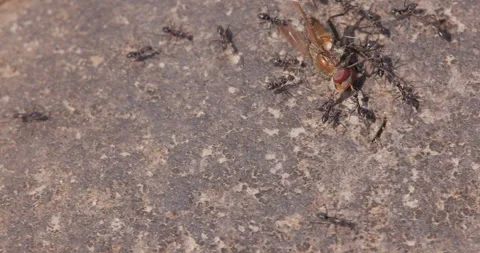 Team work by black ants to carry a Colourful Fly carcass in summer time Stock Footage 340282495