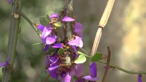 Team work Stock Footage 116512734