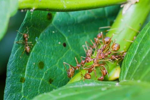 Team work of red ants Stock Photos