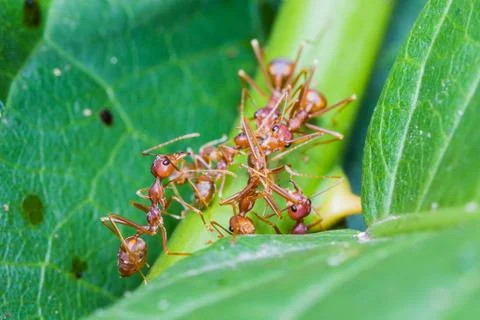 Team work of red ants Stock Photos