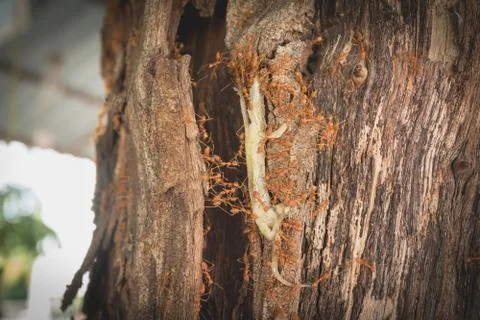 Team work of red ants taking body of house lizard to ant's nest. Whole house  Stock Photos