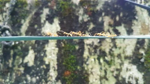Team work together group of ants passing through a string, Ant bridge unity t Stock Footage 131174379
