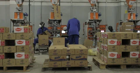 Team Of Workers Packaging Products In The Carton Boxes (4K) Video stock 60936899