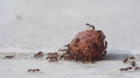 Team working skills 動画素材 68341133