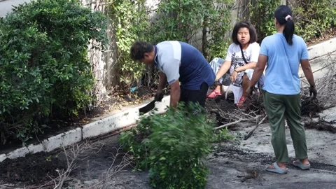 A team works on the maintenance of decorative trees Video stock 303343095