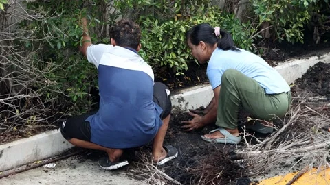 A team works on the maintenance of decorative trees by the wall Video stock 314062359