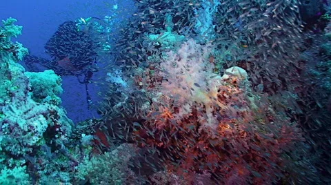 Teaming coral reef landscape plus scubadiver, Red Sea Vídeo Stock 420971