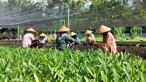 Teamwork in agricultural nurseries Fotos de archivo