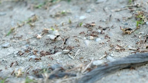 Teamwork ant hole colony with big female winged ant queens background Stock Footage 105316170