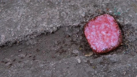 Teamwork of ants. Ants close-up. Ants follow each other. Stock Footage 199501187