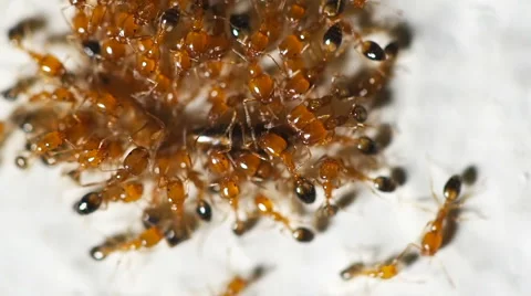 Teamwork concept, Macro close up Red weaver ant carrying food to nest. Stock Footage 67807868