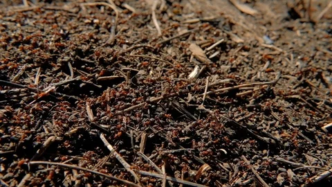 Teamwork cooperation hardworking colony ants run Stock Footage 111233784