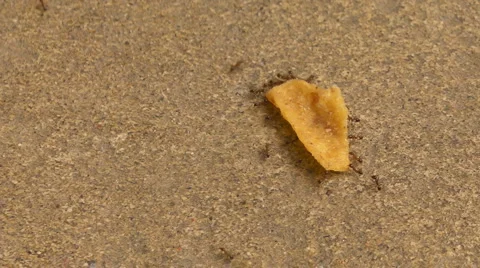 Teamwork Stock Footage 5468411