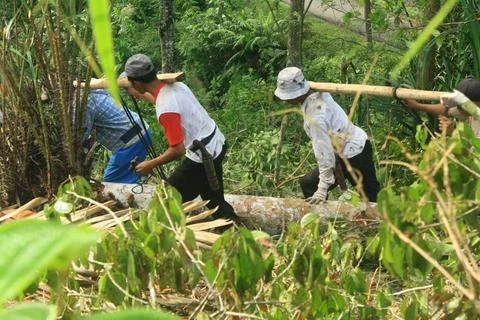 Teamwork in Forest Log Transportation Stock Photos
