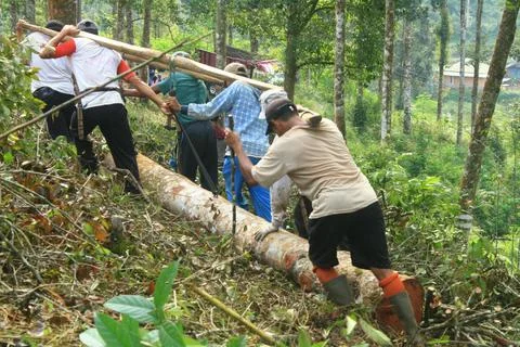 Teamwork in Forestry Work Stock Photos