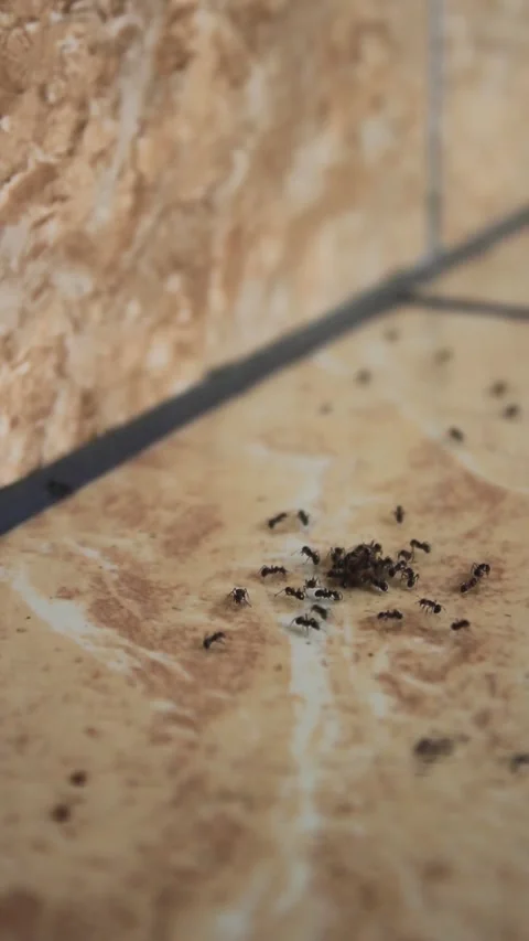 Teamwork by group of ants hunting for insect prey on the floor of a house. Video stock 296740179