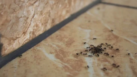Teamwork by group of ants hunting for insect prey on the floor of a house. Video stock 296740184