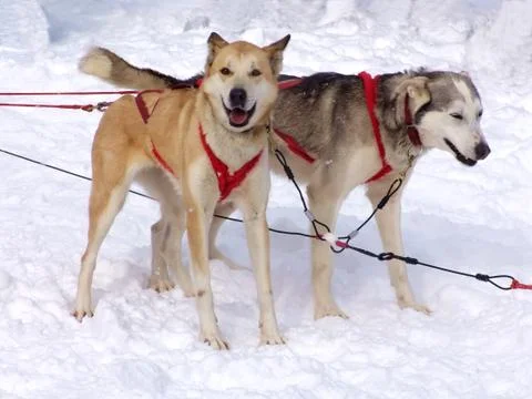 Teamwork Stock Photos