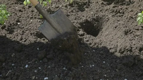 Teamwork planting tomato seedlings Stock Footage 7752518