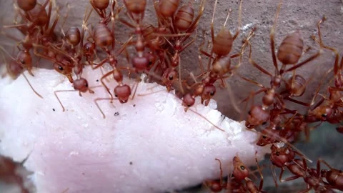 Teamwork red ants carry a piece of ham up the wall Close up Macro photography. Stock Footage 161436455