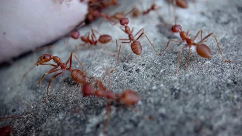 Teamwork red ants carry a piece of ham up the wall. High quality Macro Stock Footage 162475898
