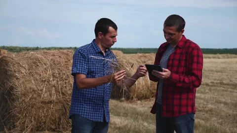 Teamwork. Two farmers study straw bales. Male agronomists in jeans and shirts in Stock Footage 132206075