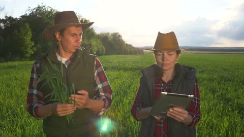Teamwork. Two farmers walk through a wheat field at sunset, agronomists use Stock-Footage 132258709