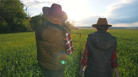 Teamwork. Two farmers walk through a wheat field at sunset, agronomists use Stock-Footage 133635068