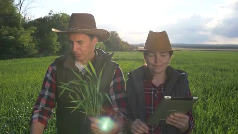 Teamwork. Two farmers walk through a wheat field at sunset, agronomists use 스톡 동영상 136283877