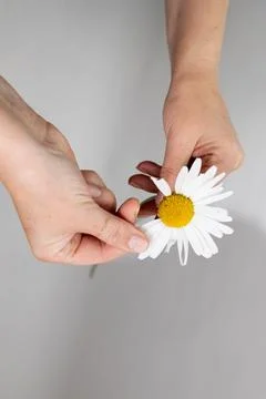 Tear off Petals for Divination Using a Daisy Flower in a Quiet Indoor Setting Stock Photos
